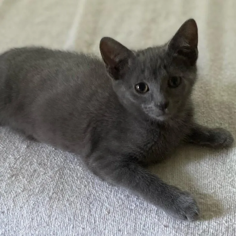 A baby medium-sized male Tabby (Gray / Blue / Silver) Domestic Short Hair cat named Goose for adoption in Johnson City, TN