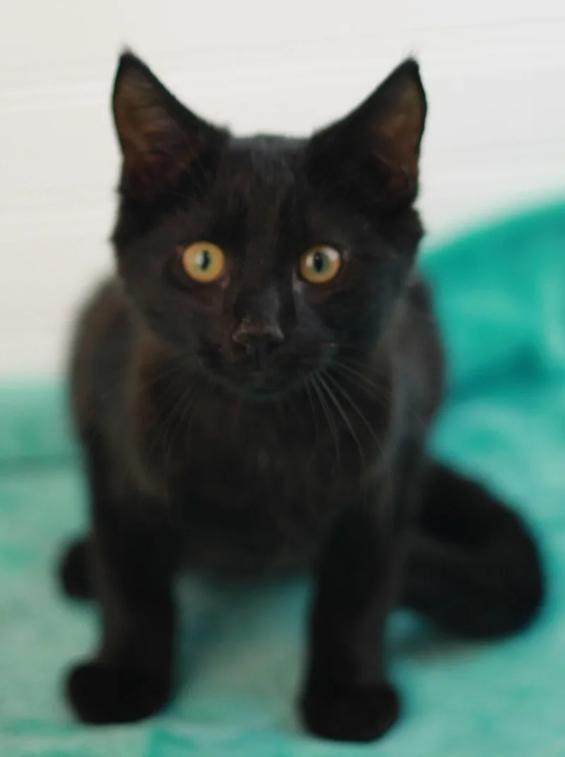 A baby small-sized male Black Domestic Short Hair cat named Boo for adoption in Cookeville, TN
