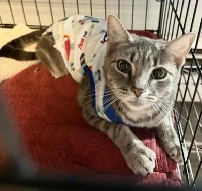 A young medium-sized female Domestic Short Hair cat named Pretty Flower for adoption in Windsor, CT