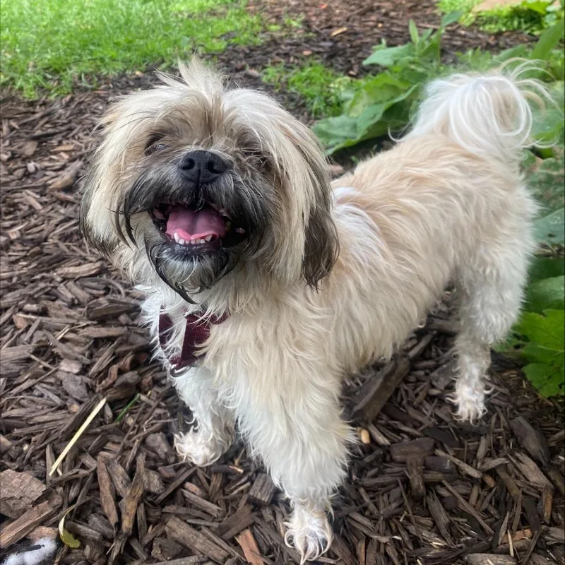 A senior small-sized female White / Cream Mixed Breed dog named Lucie for adoption in Oshkosh, WI