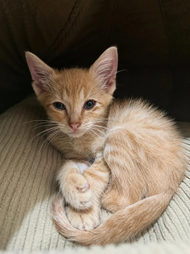 A baby small-sized male American Shorthair cat named Max for adoption in Paulina, LA
