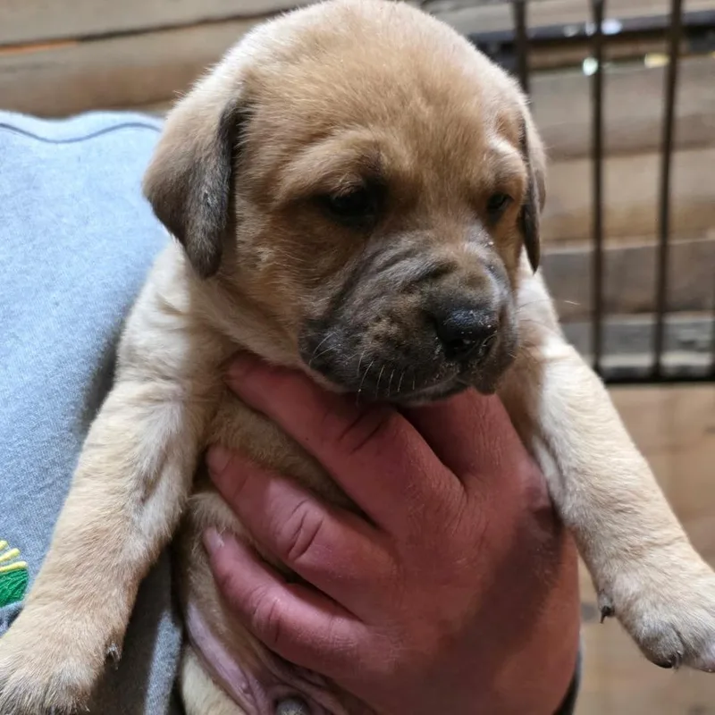 A baby medium-sized male Yellow / Tan / Blond / Fawn Plott Hound dog named Jamie for adoption in Mooresville, IN
