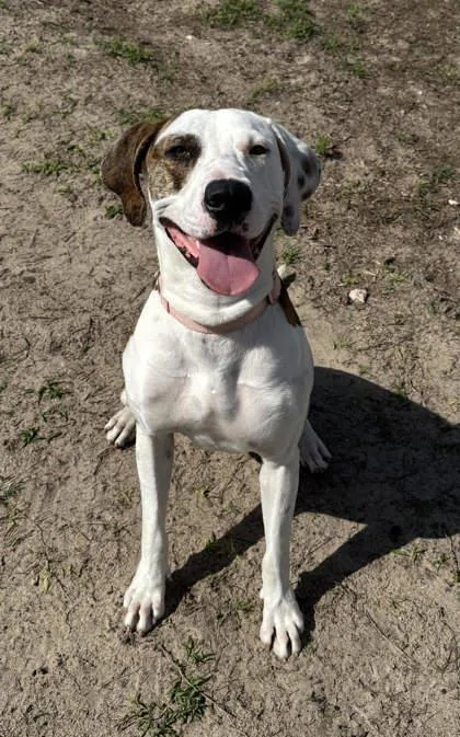 An adult large-sized male Brown / Chocolate Treeing Walker Coonhound dog named Cooper for adoption in Inverness, FL