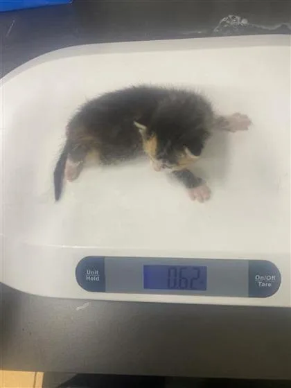 A baby small-sized female Domestic Short Hair cat named Rusty for adoption in Gainesville, FL
