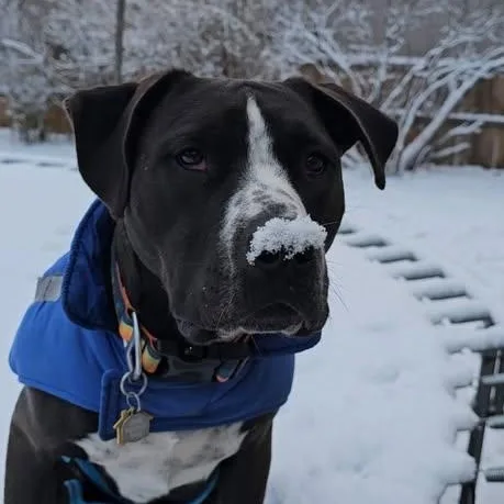 A baby medium-sized male Black Pit Bull Terrier dog named Boltz for adoption in Ellensburg, WA