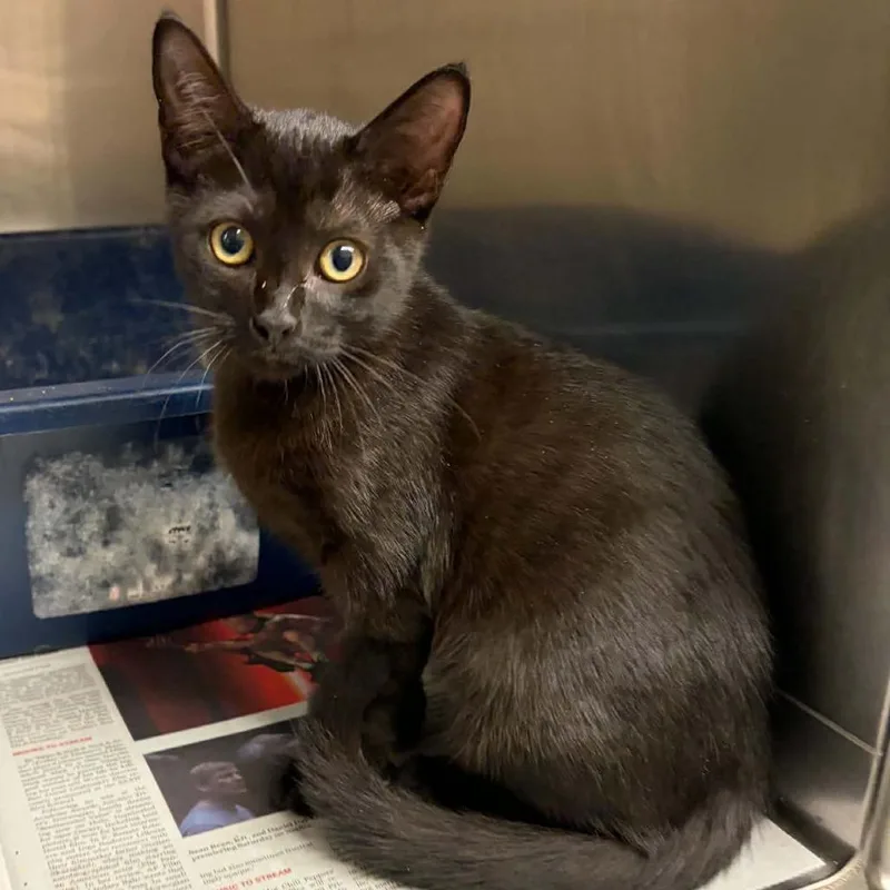 A baby small-sized male Black Domestic Short Hair cat named Scrambler for adoption in Concord, NC
