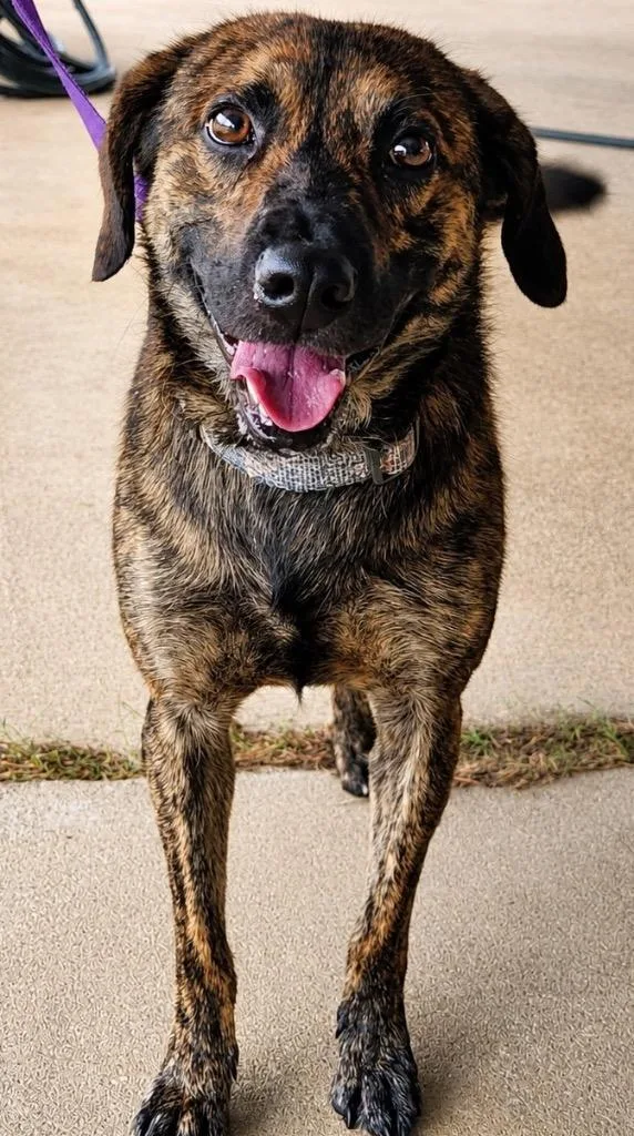 An adult medium-sized male Hound dog named Roger for adoption in North Syracuse, NY
