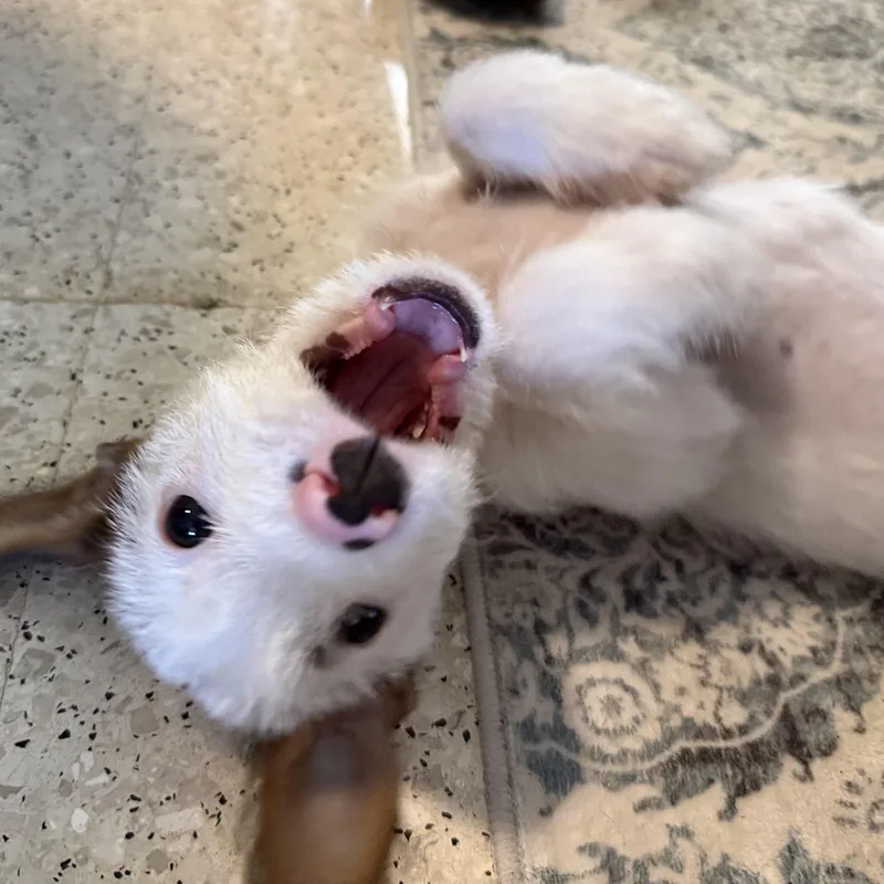 Finn