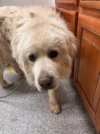 A young extra large-sized male Great Pyrenees dog named Oogie for adoption in Knoxville, TN