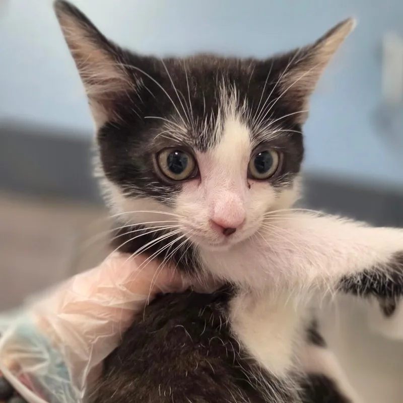 A baby small-sized male Black Domestic Short Hair cat named Pied Piper for adoption in Charleston, WV