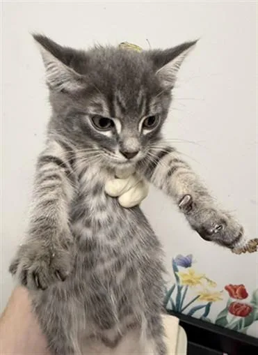 A baby small-sized male Domestic Short Hair cat named Nolan for adoption in Hayward, CA