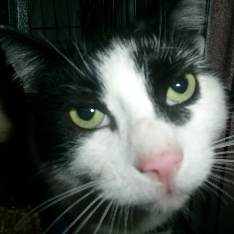An adult medium-sized male Black Domestic Short Hair cat named Rhodes for adoption in Plover, WI