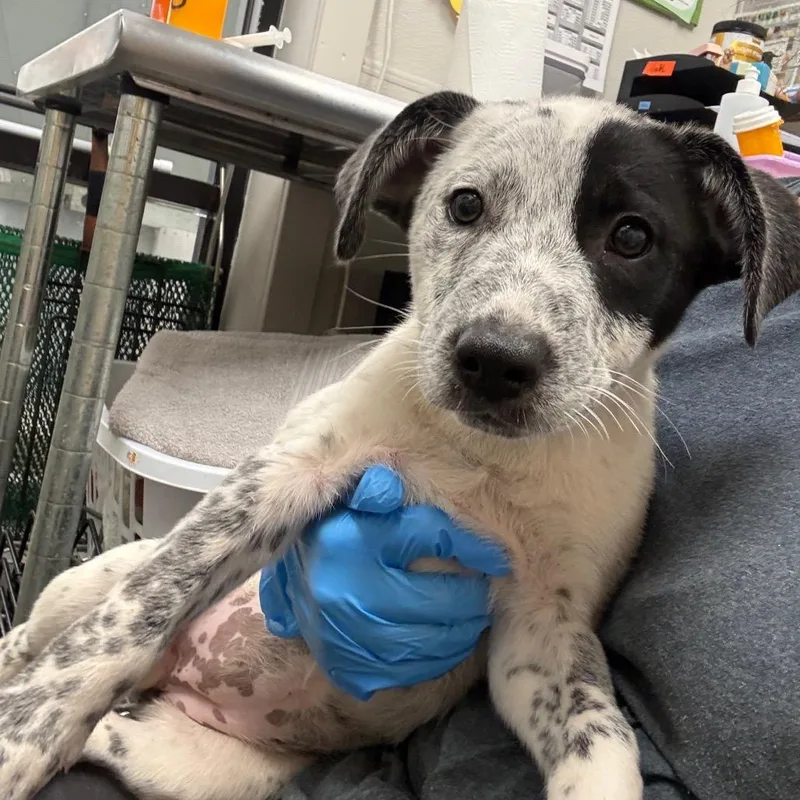 A baby small-sized female White / Cream Mixed Breed dog named Starla for adoption in Columbiana, AL
