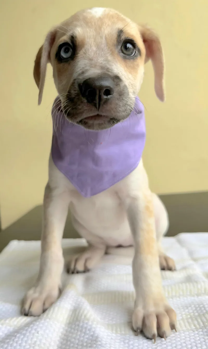 Amira "your Amor!" thumbnail 2