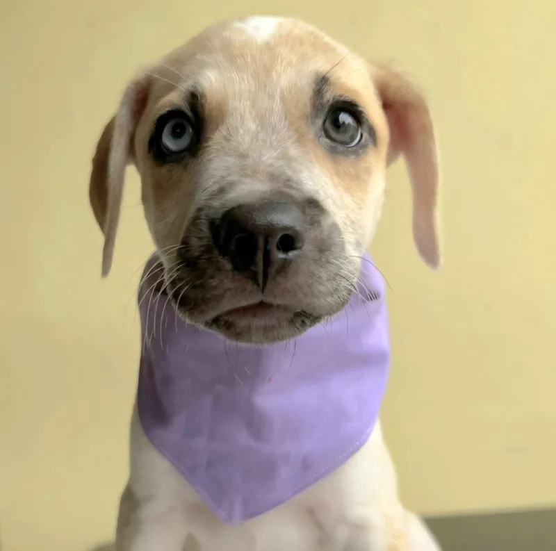 A baby medium-sized female White / Cream Labrador Retriever dog named Amira "your Amor!" for adoption in New York, NY