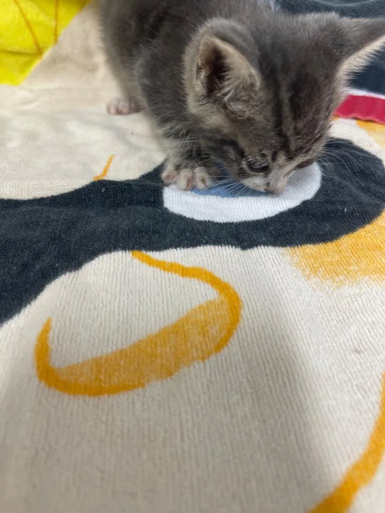 A baby small-sized male Domestic Short Hair cat named Bobby for adoption in Cartersville , GA