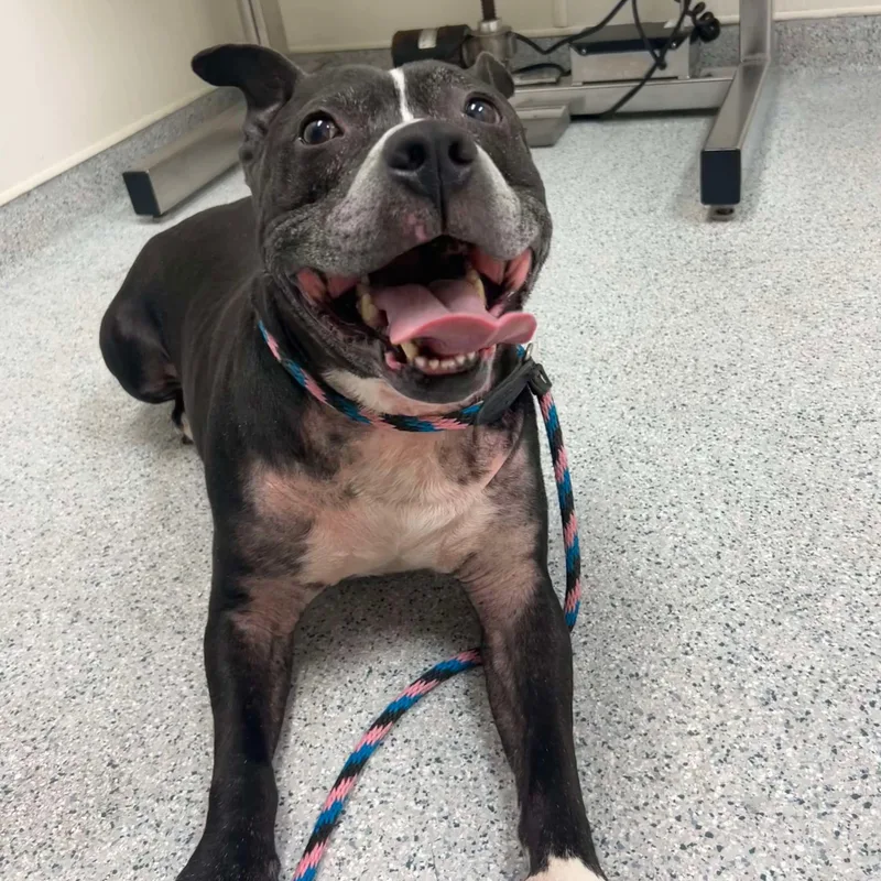 Cookie Monster thumbnail 2