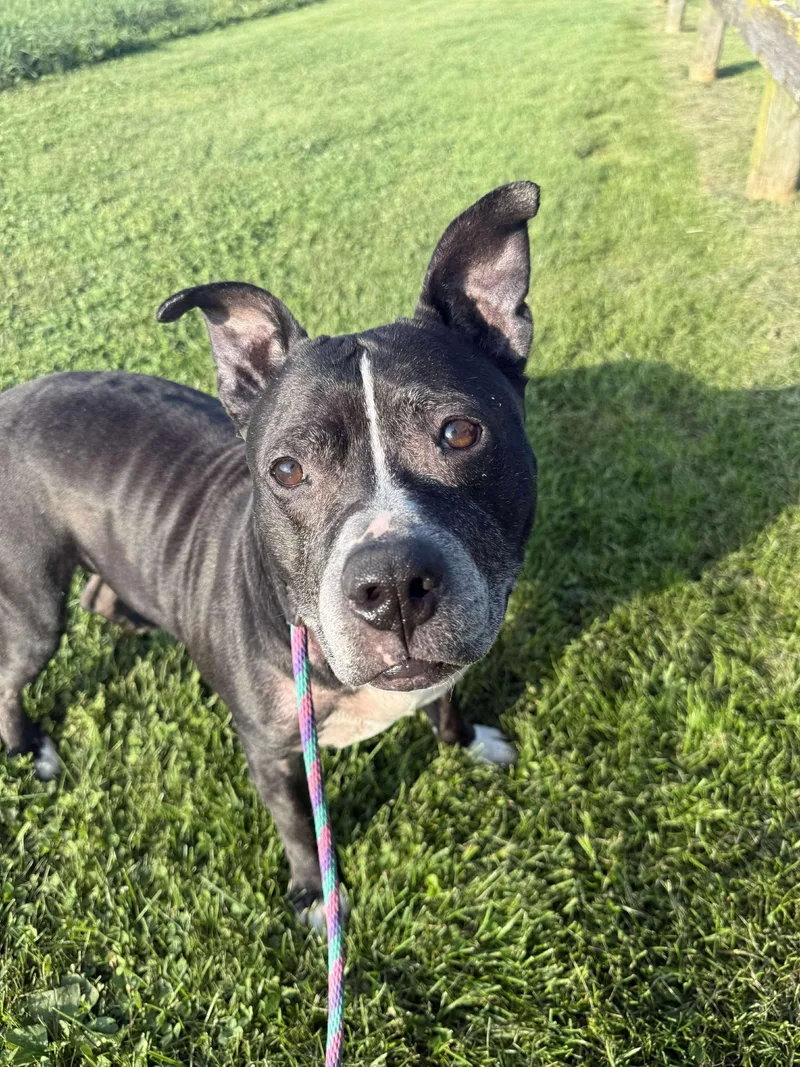 Cookie Monster thumbnail 3