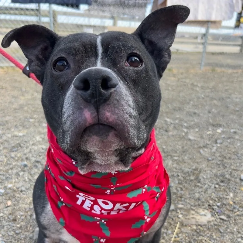 Cookie Monster thumbnail 4