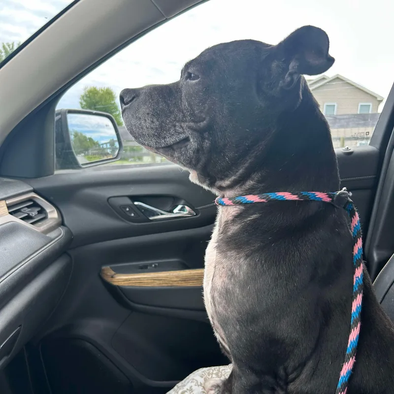 Cookie Monster thumbnail 5