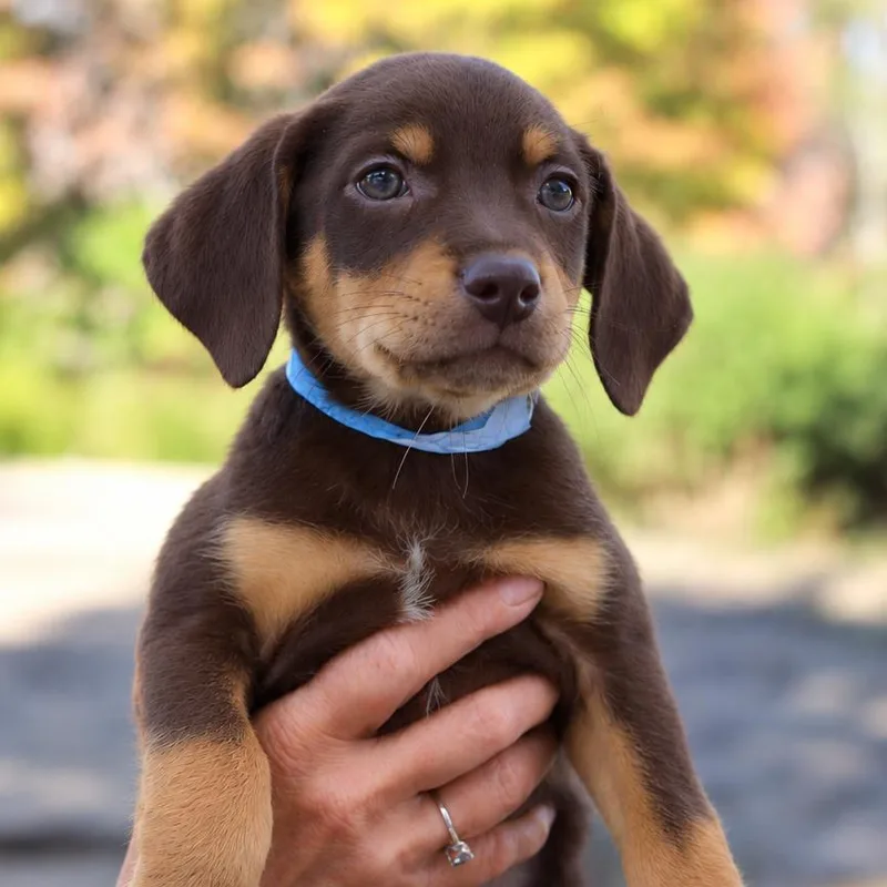 A baby large-sized male Chocolate Labrador Retriever dog named CT Gopher avail Oct for adoption in Eastford, CT
