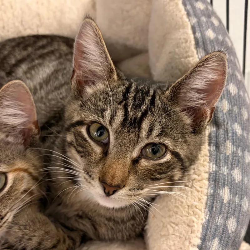 A baby small-sized male Brown / Chocolate Domestic Short Hair cat named Bill for adoption in Marshall, VA