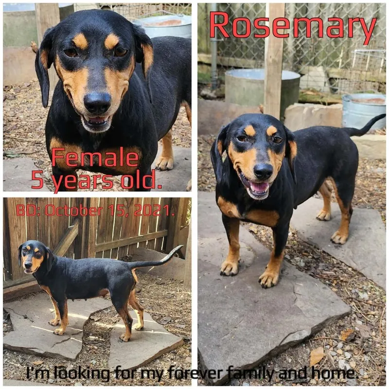 An adult medium-sized female Black Mixed Breed dog named Rosemary for adoption in Boaz, AL