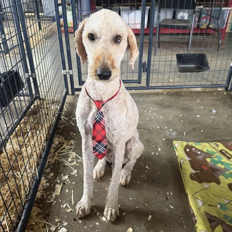 A young large-sized male Apricot / Beige Goldendoodle dog named Cody for adoption in Seguin, TX