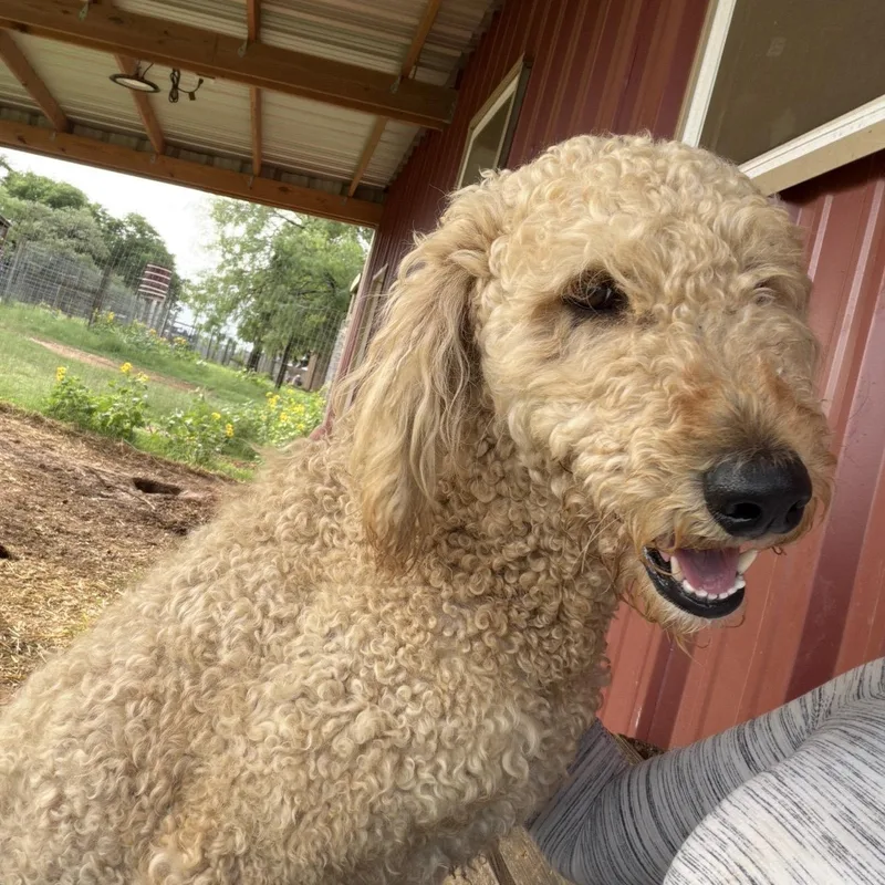 Cody thumbnail 3