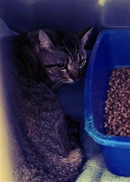 A young medium-sized male Domestic Short Hair cat named Rocket for adoption in Killeen, TX