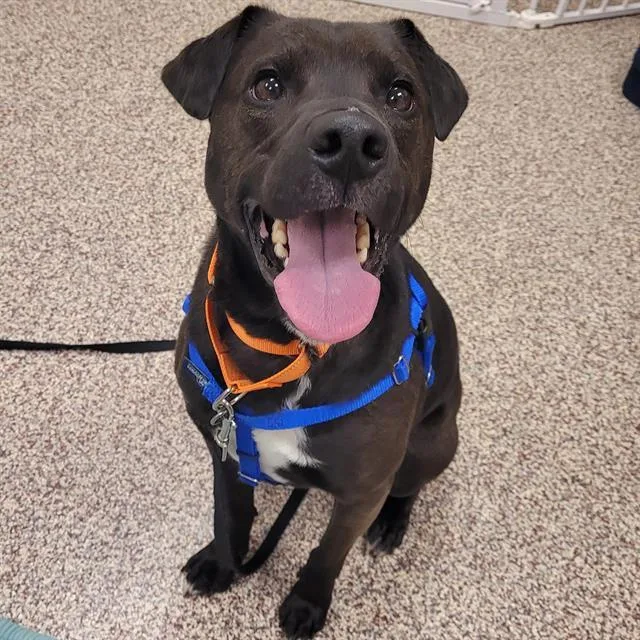 An adult medium-sized male Labrador Retriever dog named Bennie for adoption in Centerville, MA