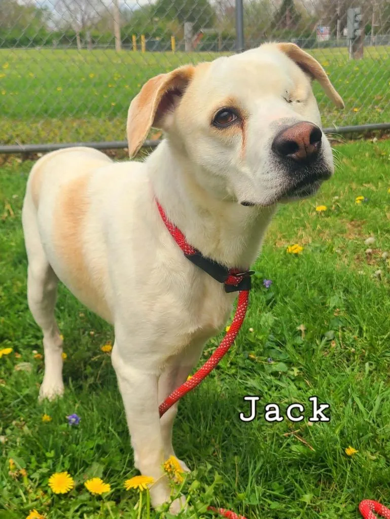 Jack thumbnail 3