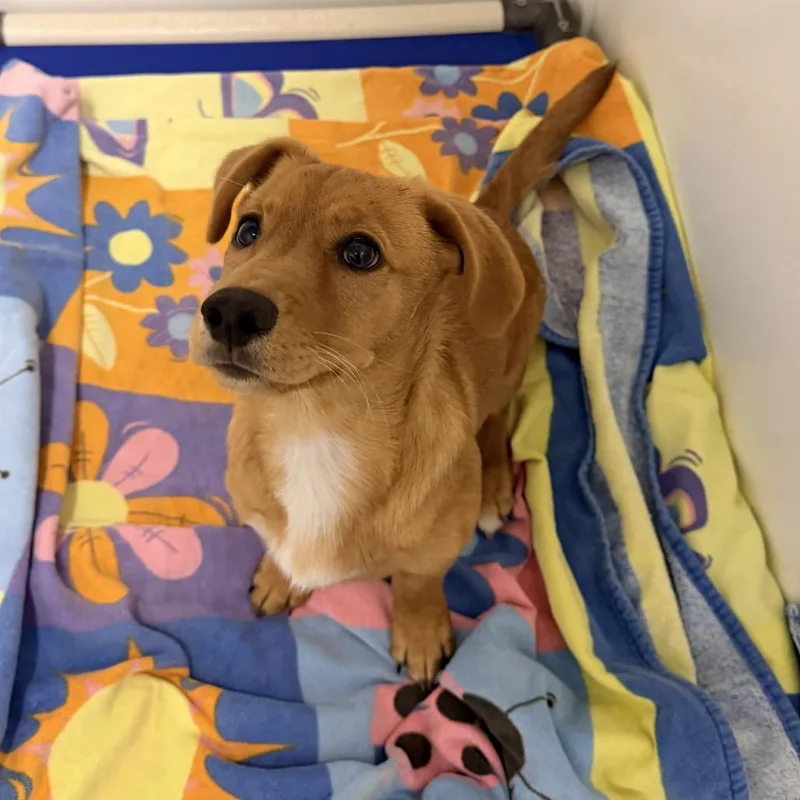 A baby small-sized female Mixed Breed dog named Periwinkle for adoption in Rocky Mount, VA