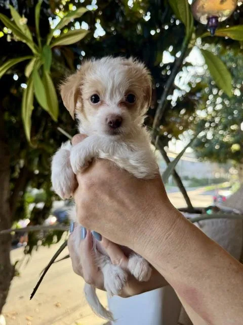 A baby small-sized male Maltese dog named Sage for adoption in Los Angeles, CA