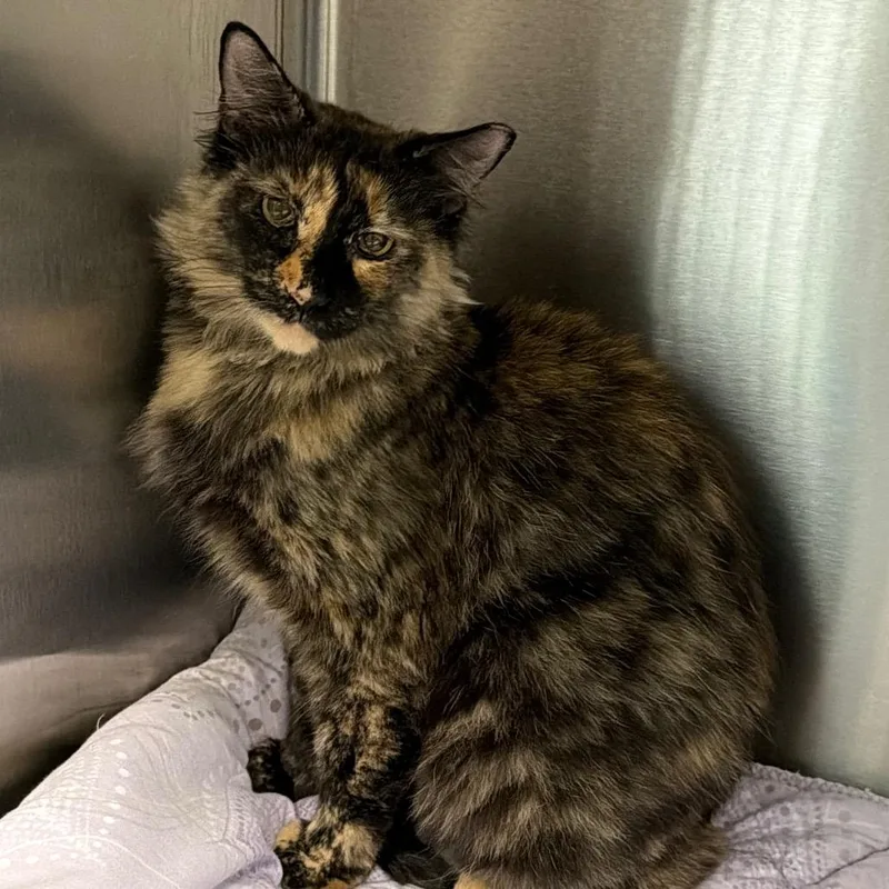 An adult large-sized female Tortoiseshell Domestic Short Hair cat named Danielle for adoption in East Hanover, NJ