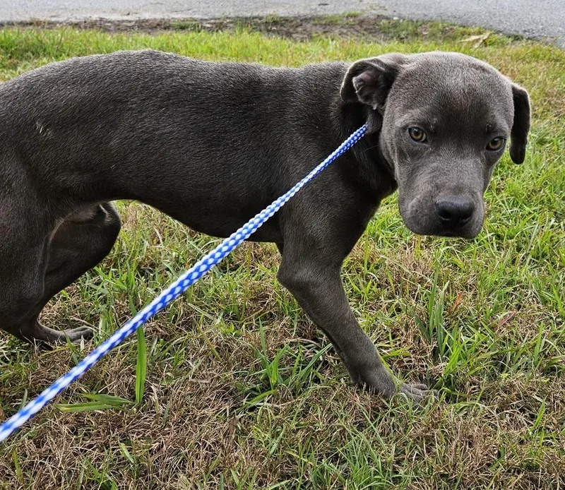 A young medium-sized male Labrador Retriever dog named Phil for adoption in Ridgeland, SC