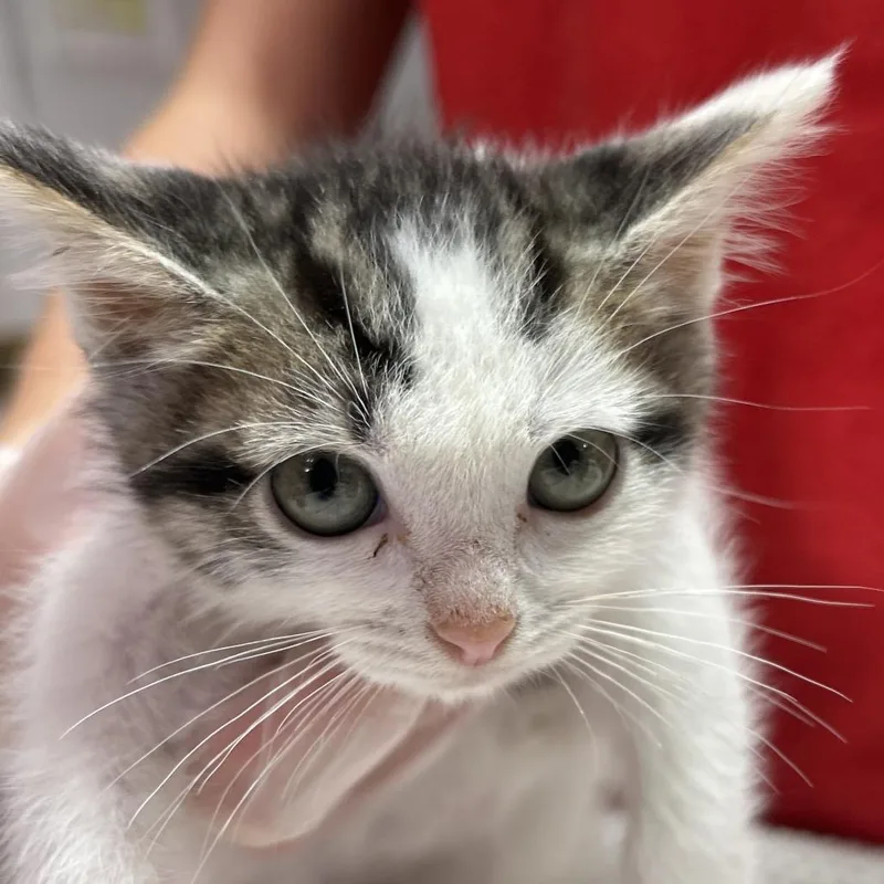 A baby small-sized male White Domestic Medium Hair cat named Dementor for adoption in Leander, TX