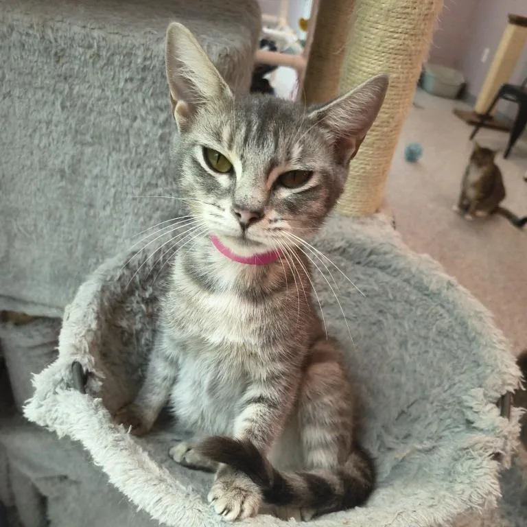 An adult medium-sized female Gray / Blue / Silver Domestic Short Hair cat named Midge for adoption in Knoxville, TN
