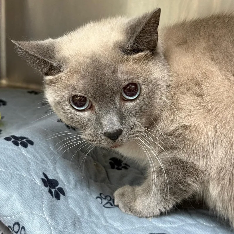 An adult large-sized female Siamese cat named Cocoa for adoption in Winston-Salem, NC
