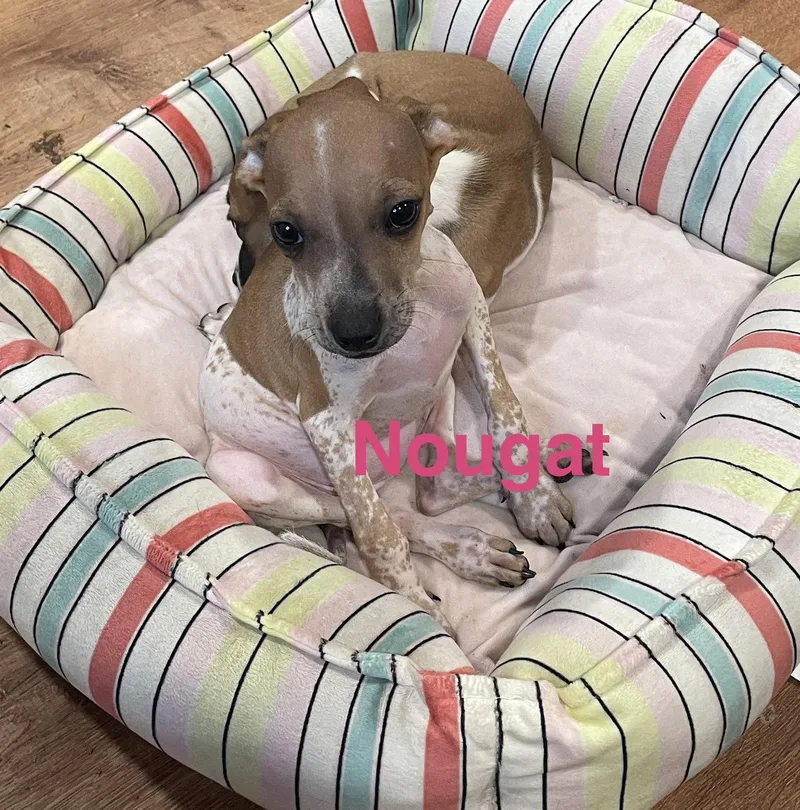 A baby small-sized female Chihuahua dog named Nougat for adoption in Topeka, KS