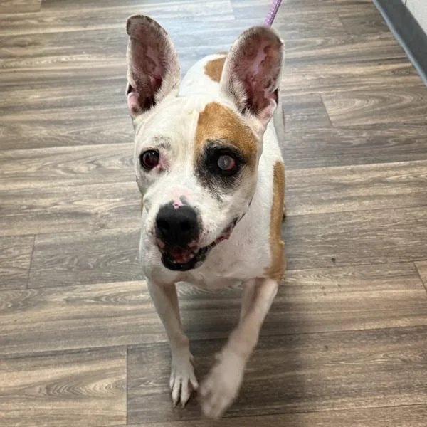 A senior large-sized male Boxer dog named Onion Ring for adoption in San Diego, CA
