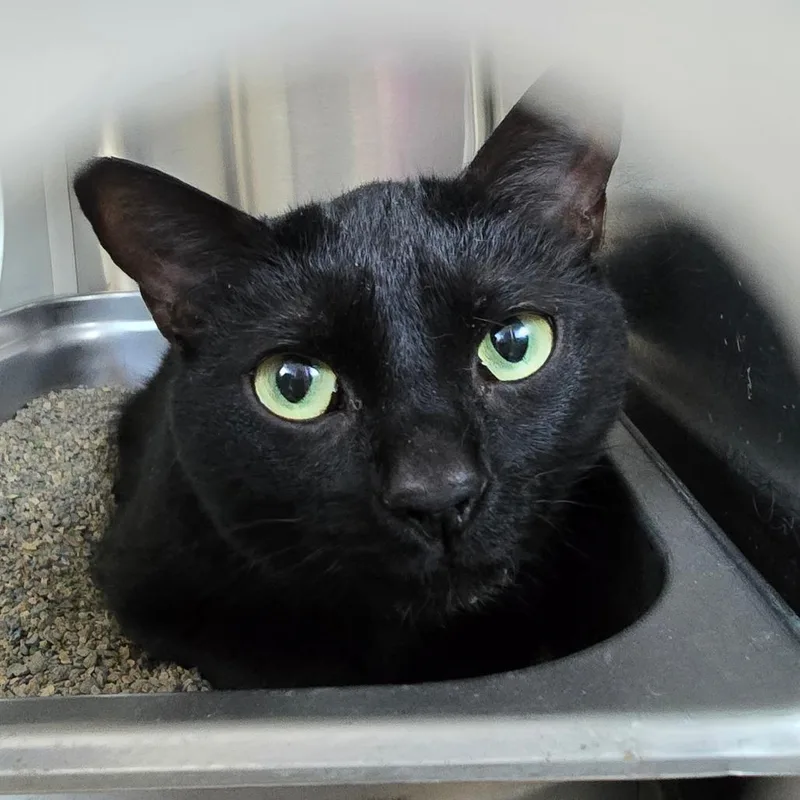 A young medium-sized female Black Domestic Short Hair cat named Cookie for adoption in Denver, CO