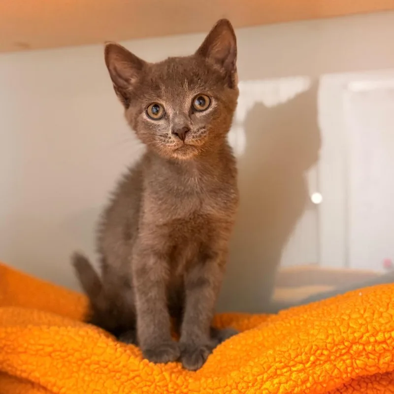 A baby small-sized female Domestic Short Hair cat named Lyra for adoption in Cumming, GA