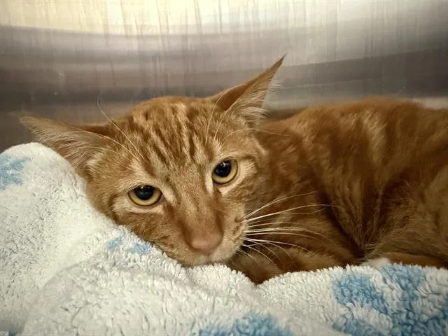 A young small-sized male Domestic Short Hair cat named Egg Yolk for adoption in Fremont, CA