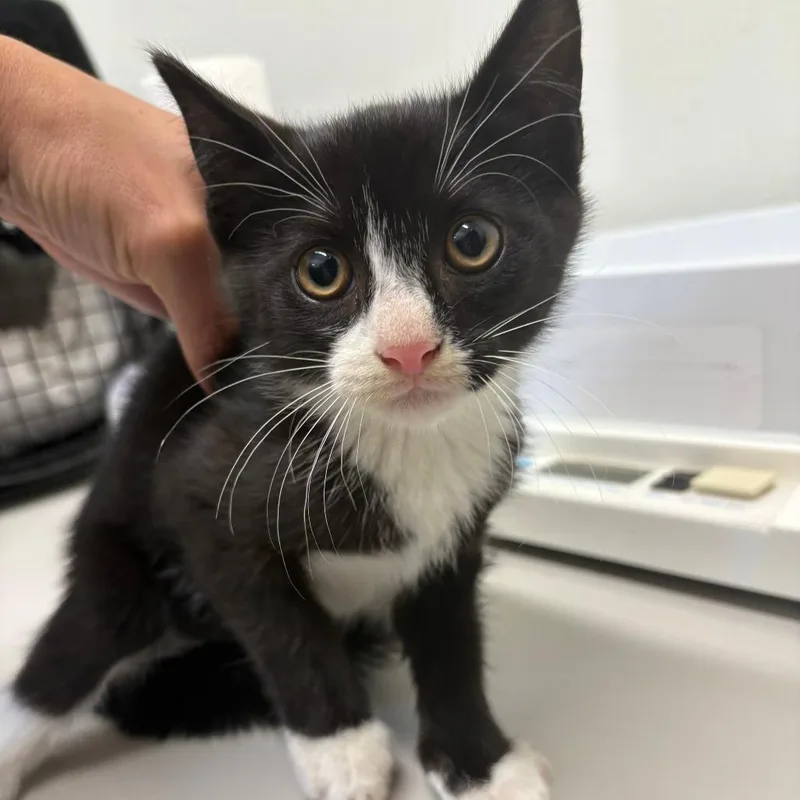 A baby small-sized male Black Domestic Short Hair cat named 26-267 for adoption in North Branford, CT