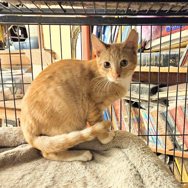A baby medium-sized male Orange & White Domestic Short Hair cat named Jaime for adoption in Tampa, FL