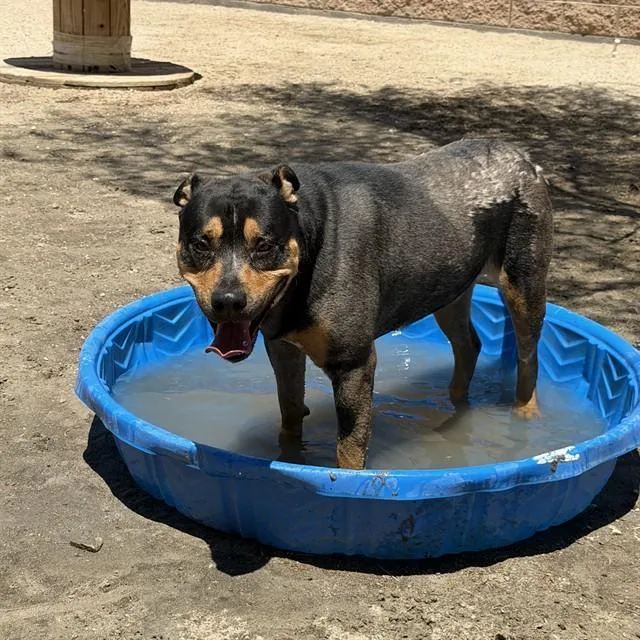 An adult medium-sized male Pit Bull Terrier dog named Dexter for adoption in Thousand Palms, CA