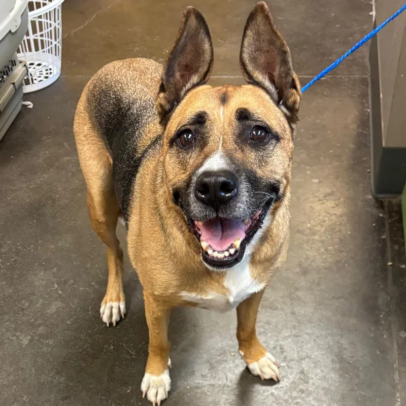 A senior large-sized male Brown / Chocolate Shepherd dog named Mac for adoption in Norman, OK