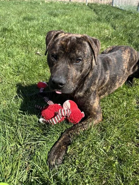A young medium-sized male Labrador Retriever dog named Lake for adoption in Kalamazoo, MI