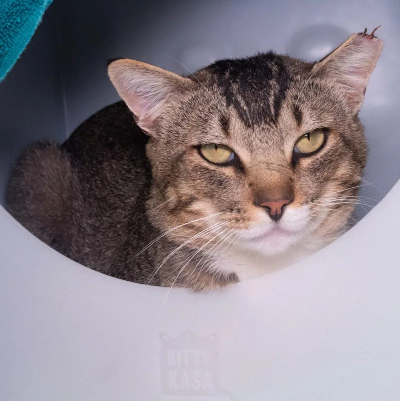 A young medium-sized male Domestic Short Hair cat named Puma for adoption in Shoreline, WA